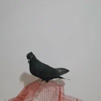 سینه|پرنده|شیراز, شهرک گلستان|دیوار