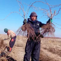 نهال انگور دوساله میخوای زنگ بزن|خدمات باغبانی و درختکاری|خرمدشت, |دیوار