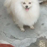 سگ پامر ماده|سگ|بندرعباس, |دیوار