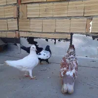 کبوتر تهرانی و لوتی|پرنده|باسمنج, |دیوار