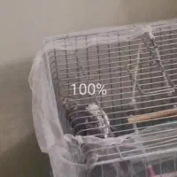 یه جفت عروس هلندی سخنگو همراه با فیلم جفتگیریش