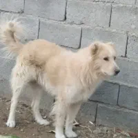سگ گله ای