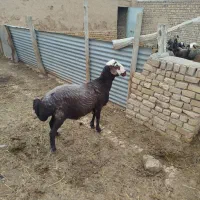 شیشک قوچ فشندی