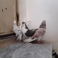 ۷عدد کبوتر