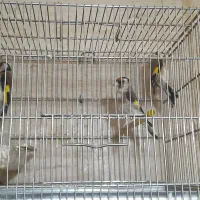 سهره و سهره سبز و گل بسر