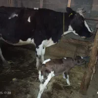 گاو دو رگ با گوساله|حیوانات مزرعه|لاهیجان, لفمجان|دیوار