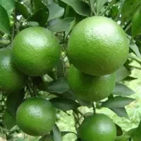 فروش نارنج|خوردنی و آشامیدنی|بندر انزلی, نوروزی|دیوار