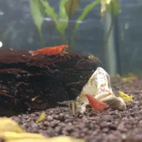 میگو سبز و قرمز مولد