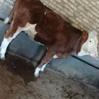 گوساله ماده|حیوانات مزرعه|قیدار, |دیوار