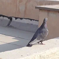 کبوترقهوای