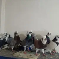 ۹ عددی کفتر شازده خوب یکجا