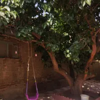 شاه توت عالی کوهستانی|خدمات باغبانی و درختکاری|کرج, عظیمیه|دیوار