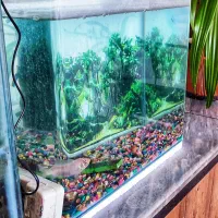 آکواریوم بزرگ سالم شرکتی|ماهی|کرمان, |دیوار