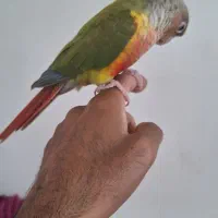 طوطی گرنچیک