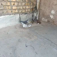 کفتر|پرنده|قم, علی آباد سعدگان|دیوار