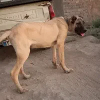 توله سگ سرابی