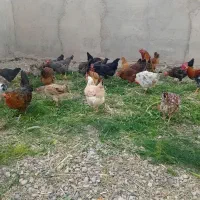 مرغ تخم گذار محلی