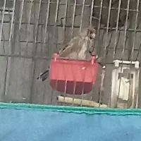 سهره بافت