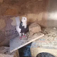 کبوترطوقی|پرنده|پیر بکران, |دیوار