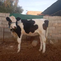 گوساله سمینتال