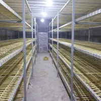 آموزش پرورش قارچ