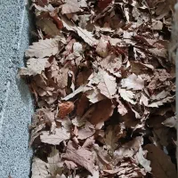 فروش خاگ برگ بلوط