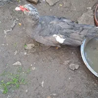 اردک بوقلمون|حیوانات مزرعه|قائم‌شهر, |دیوار