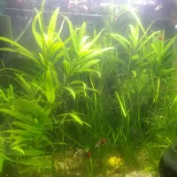فروش گیاه آکواریوم