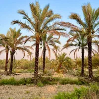 نخل قم|خدمات باغبانی و درختکاری|قم, زنبیل آباد|دیوار