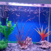اکواریوم کامل