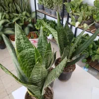 سانس کرواتی