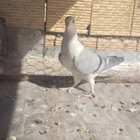 کبوتر دمگیر خرقه|پرنده|اصفهان, قهاب جنوبی|دیوار