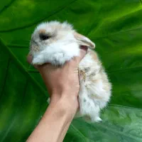 خرگوش لوپ و...|موش و خرگوش|تهران, بلوار کشاورز|دیوار