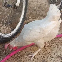 تخمگذار