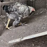 مرغ نژاد براهما