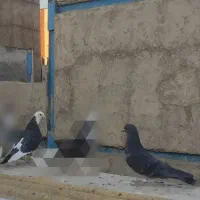 کبوتر کفتر|پرنده|تهران, سبلان (لشگر)|دیوار