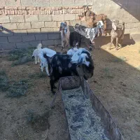 بز داشتی نژاد دار|حیوانات مزرعه|سبزوار, قصبه شرقی|دیوار