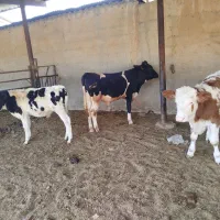 گوساله نر ـ سیمینتال ـ دورگ ـ محلی ( کــوار)