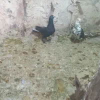 فروشی کبوتر زاغ دم سفید