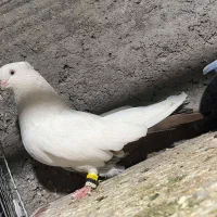 دمی بادمجانی