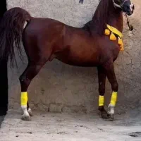 اسب نریان سلطنتی