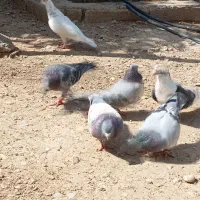 کبوتر