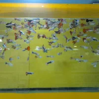 یکی بخر دوتاببر