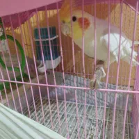 عروس هلندی نر بالغ