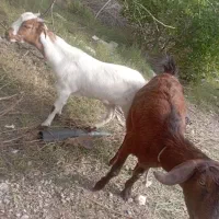 فروش گوسفند