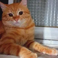 گربه رنگارنگ|گربه|تهران, پرواز|دیوار