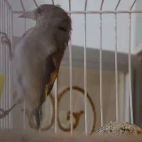 سهره|پرنده|قوچان, |دیوار