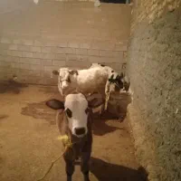 چهار عدد گوساله جنس درجه یک|حیوانات مزرعه|کوهدشت, |دیوار