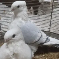 کبوتر ساتن|پرنده|اصفهان, شاهد|دیوار