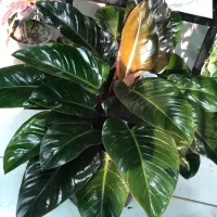 گیاه آپارتمانی|گل و گیاه طبیعی|تهران, آبشار تهران (دریاچه)|دیوار